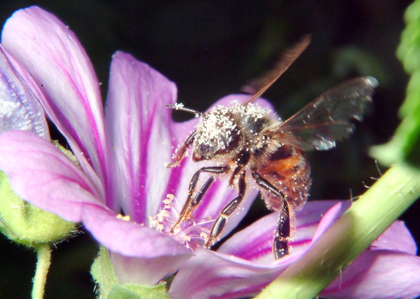 Aricia agestis e Polyommatus icarus